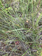 Phaeonematoloma myosotis