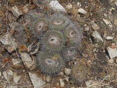 Mammillaria gigantea