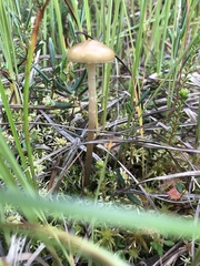 Phaeonematoloma myosotis
