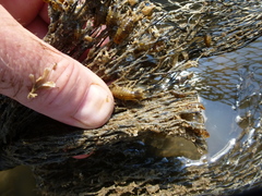 Synidotea laticauda