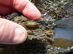 Synidotea laticauda