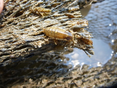 Synidotea laticauda