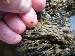 Synidotea laticauda