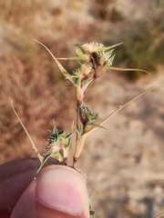 Sporobolus aculeatus