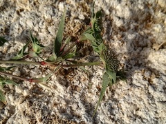 Sporobolus aculeatus