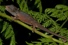 Bradypodion nemorale