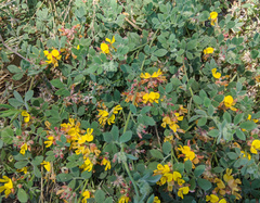 Acmispon decumbens