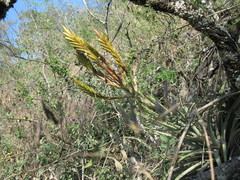 Tillandsia inopinata