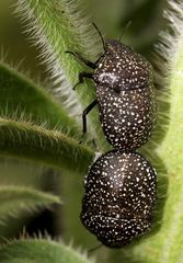 Psacasta exanthematica