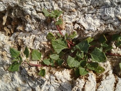 Oxybasis chenopodioides