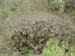 Tillandsia schiedeana