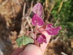 Oxybasis chenopodioides