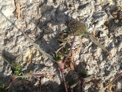 Sporobolus aculeatus