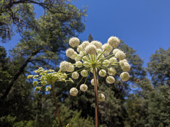 Angelica tomentosa