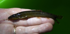 Barbatula barbatula