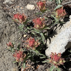 Castilleja arachnoidea