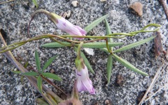 Ipomoea heptaphylla