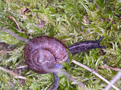 Tasmaphena lamproides