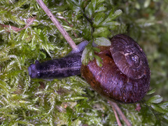 Tasmaphena lamproides