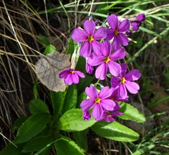 Primula rusbyi