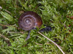 Tasmaphena lamproides