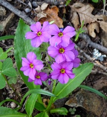 Primula rusbyi