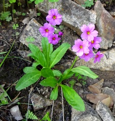 Primula rusbyi