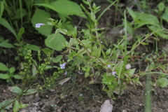 Lindernia dubia anagallidea
