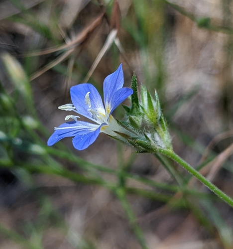 Sapphire woollystar (Eriastrum sapphirinum)