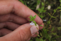 Lindernia dubia anagallidea