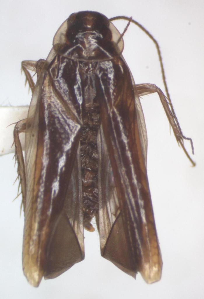 Anaplecta azteca