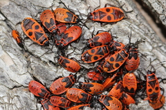 Pyrrhocoris apterus