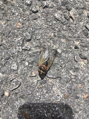 Diceroprocta marevagans