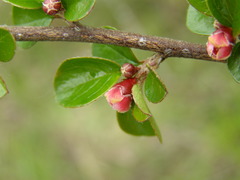 Cotoneaster hjelmqvistii