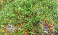 Juniperus communis kelleyi