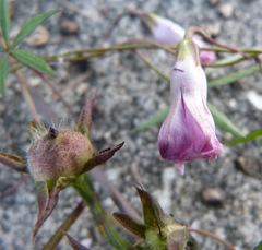 Ipomoea heptaphylla