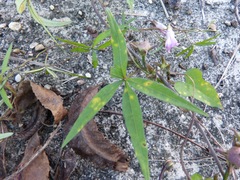 Ipomoea heptaphylla