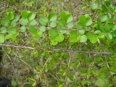 Cotoneaster hjelmqvistii