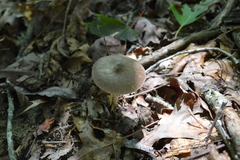 Pluteus ephebeus