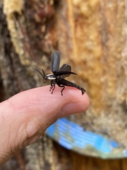 Photinus sturmii