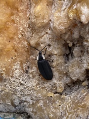 Photinus sturmii