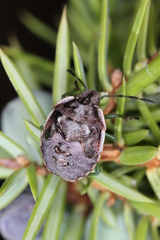 Chlorochroa juniperina