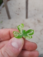 Phytomyza minuscula group