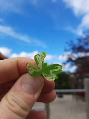 Phytomyza minuscula group