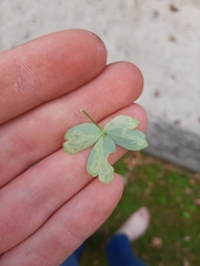 Phytomyza minuscula group