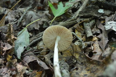 Pluteus ephebeus