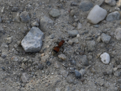 Dasymutilla nigripes