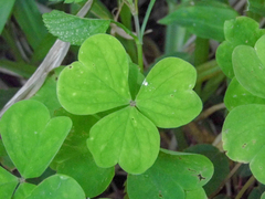 Oxalis linarantha