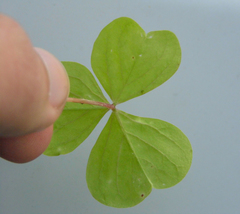 Oxalis linarantha
