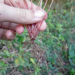 Oxalis linarantha